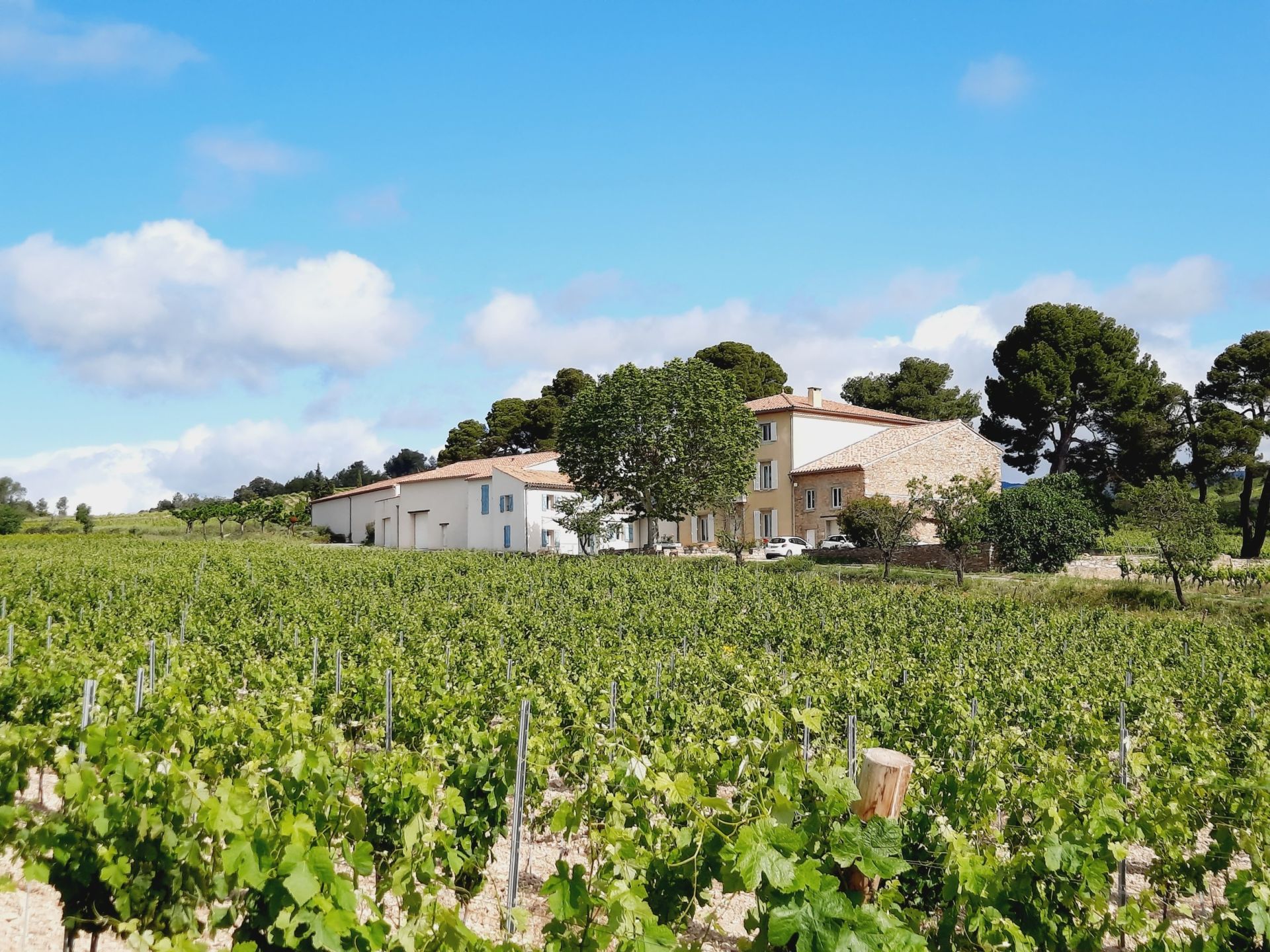 Sale Wine estate La Livinière (34210) 2300 m²